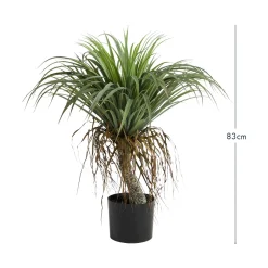 Artificial Rostrata Yucca