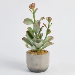Ashby Artificial Potted Succulent