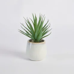 Belmont Potted Aloe Succulent