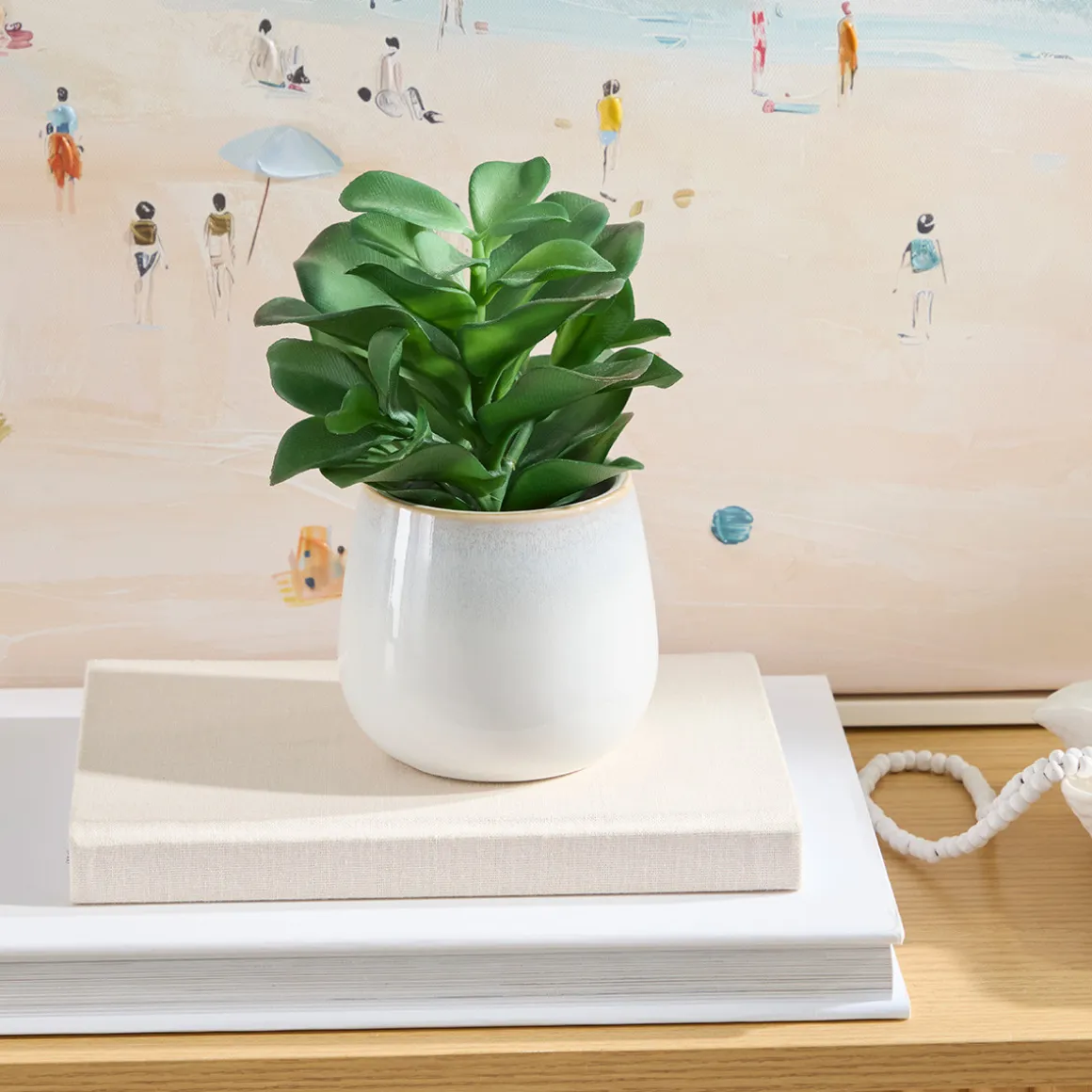 Belmont Potted Crassula Succulent