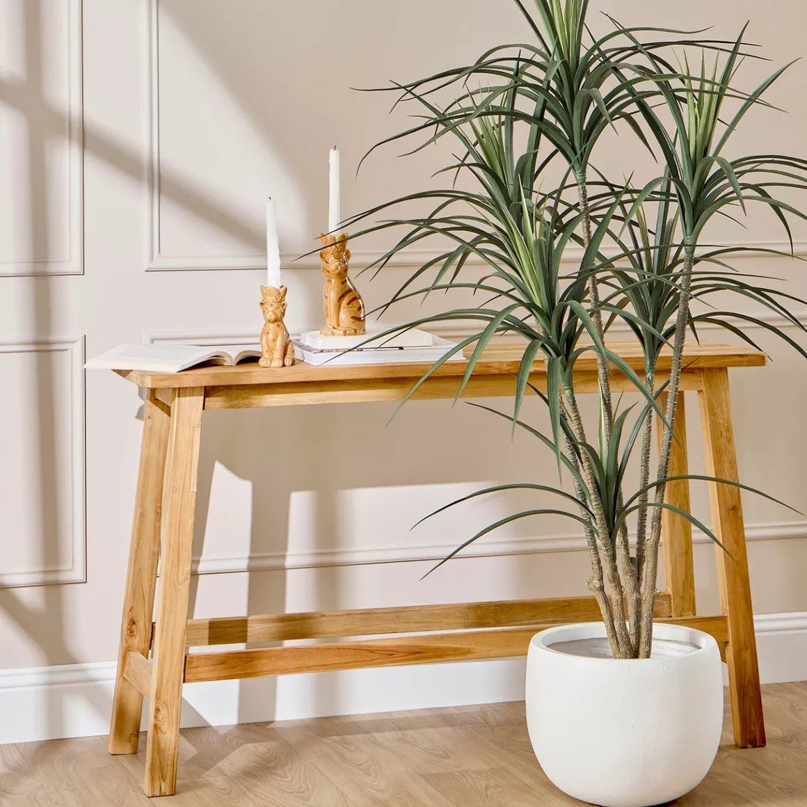 Dracaena Plant