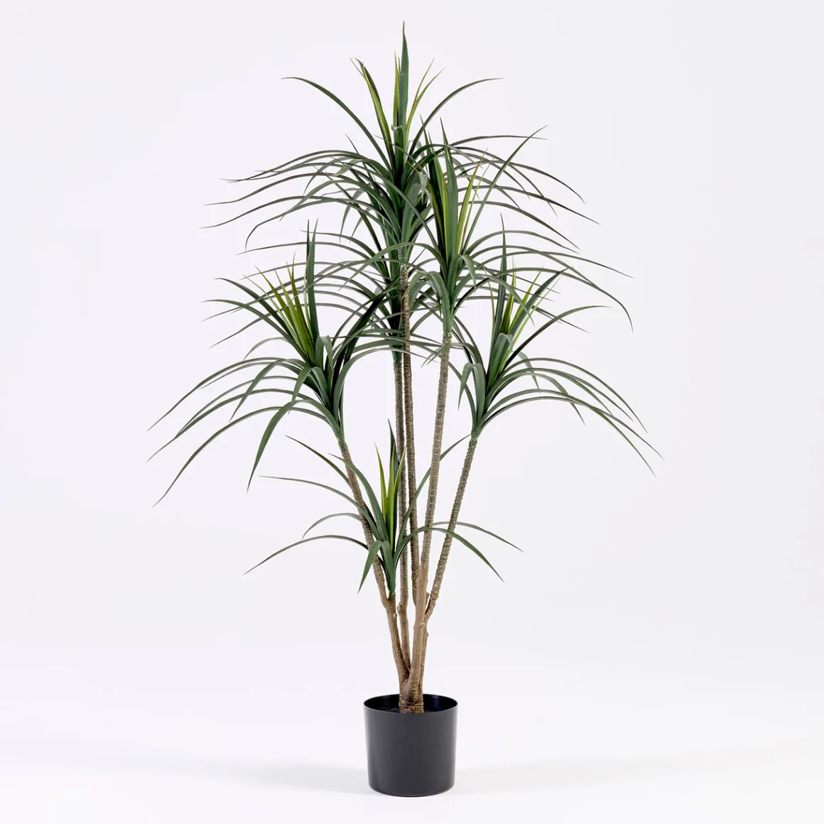 Dracaena Plant