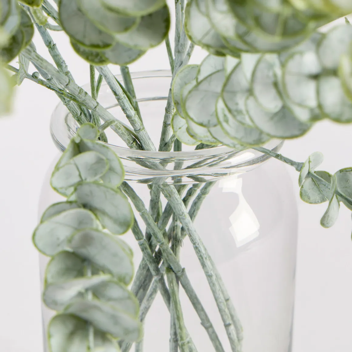 Dusty Eucalyptus Stem