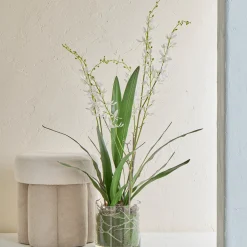 Freya Artificial Spider Orchid in Vase