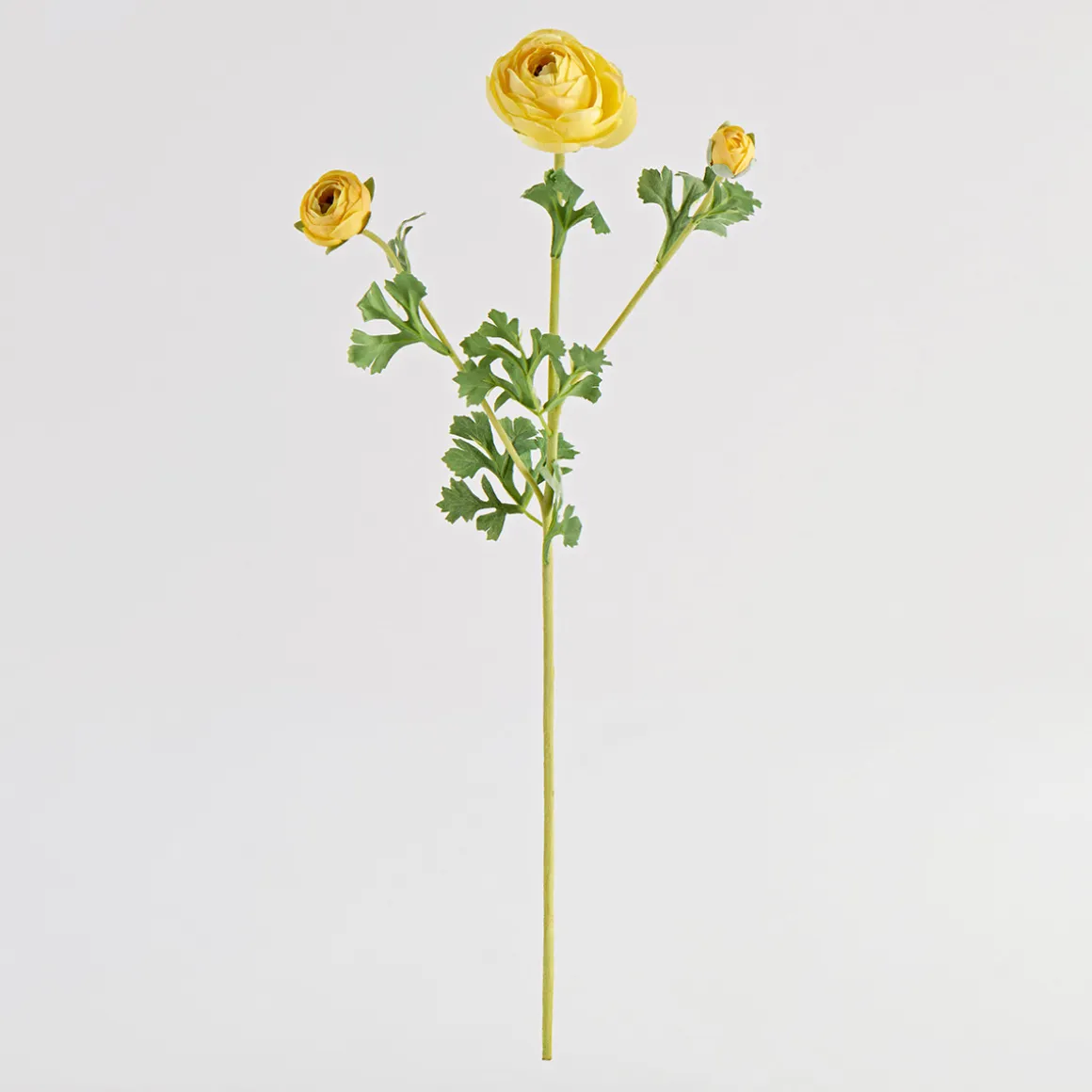 Wild Ranunculus Stem